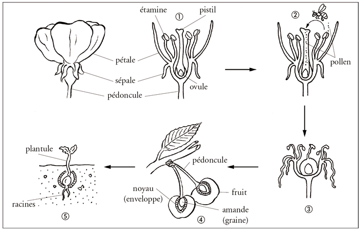 rencontre des cellules reproductrices chez les plantes à fleurs
