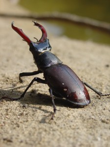 3P Lucanidés Lucanus cervus (Lucane cerf-volant) 5835