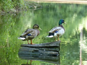 Anatidés Anas Platyrhynchos (Colvert) 1350695