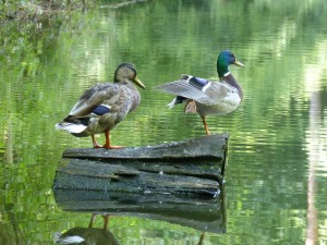 Anatidés Anas Platyrhynchos (Colvert) 1350697