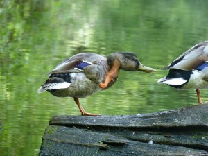 Anatidés Anas Platyrhynchos (Colvert) 1350707