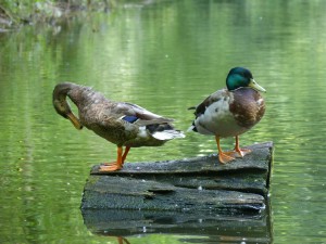 Anatidés Anas Platyrhynchos (Colvert) 1350730