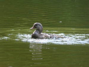 Anatidés Aix galericulata (canard mandarin) 1350508