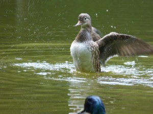 Anatidés Dendronessa galericulata (canard mandarin) 1350511