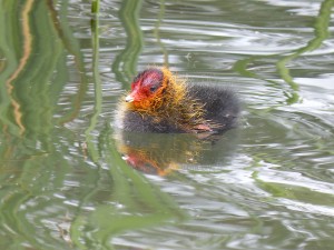 Ralidés Fulica atra (Foulque macroule) 1320525