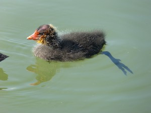 Ralidés Fulica atra (Foulque macroule) 1360511