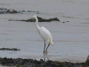 Aigrette garzette (Egretta garzetta, Ardéidés)