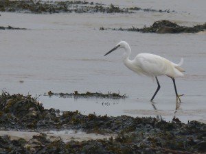 Aigrette garzette (Egretta garzetta, Ardéidés)