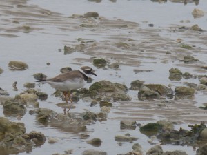 Charadriidés Charadrius hiaticulata (Grand gravelot) 1580626