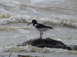 Huîtrier-pie (Haematopus ostralegus, Haematopodidés)