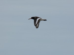 Huîtrier-pie (Haematopus ostralegus, Haematopodidés)