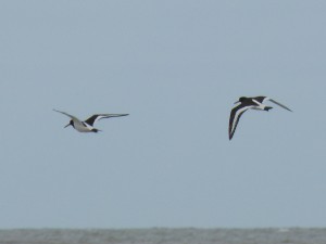 Huîtrier-pie (Haematopus ostralegus, Haematopodidés)