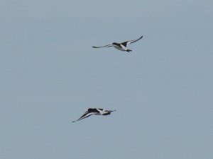 Huîtrier-pie (Haematopus ostralegus, Haematopodidés)