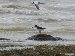 Huîtrier-pie (Haematopus ostralegus, Haematopodidés)