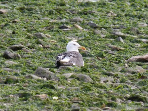 Goéland brun (Larus fuscus, Laridés)