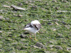 Goéland brun (Larus fuscus, Laridés)