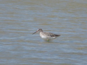 Chevalier arlequin (Tringa erythropus, Scolopacidés)