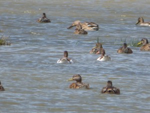 Canards colverts (Anas platyrhynchos, Anatidés)