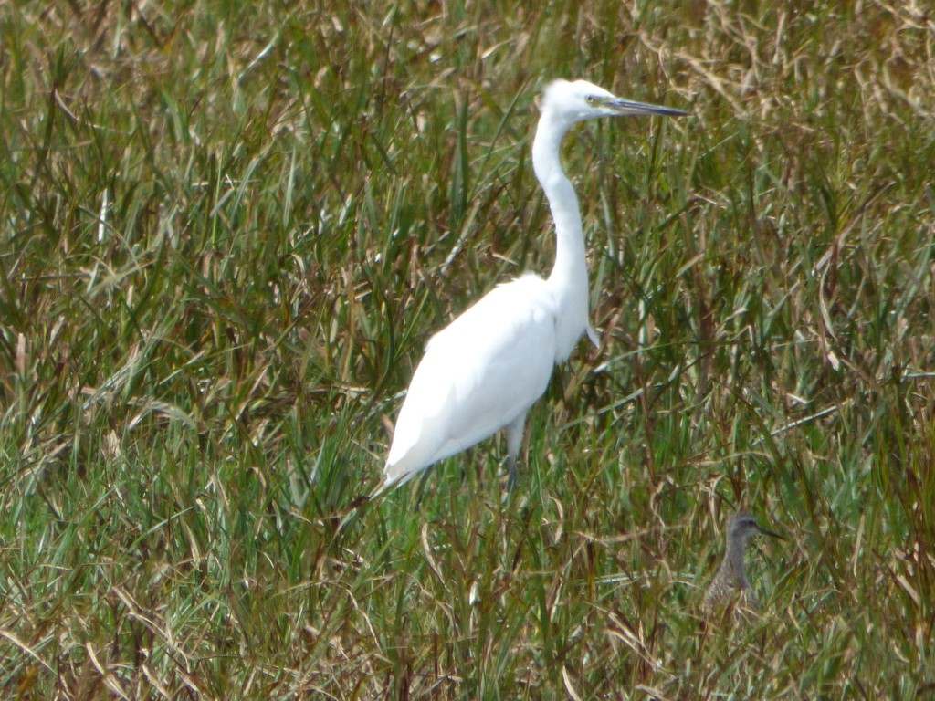 Aigrette garzette (Egretta garzetta, Ardéidés)