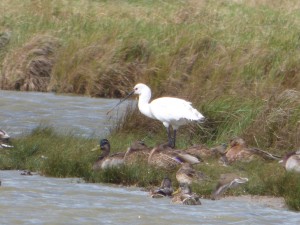 Spatule blanche (Platalea leucorodia, Threskiornithidés)