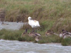 Spatule blanche (Platalea leucorodia, Threskiornithidés)