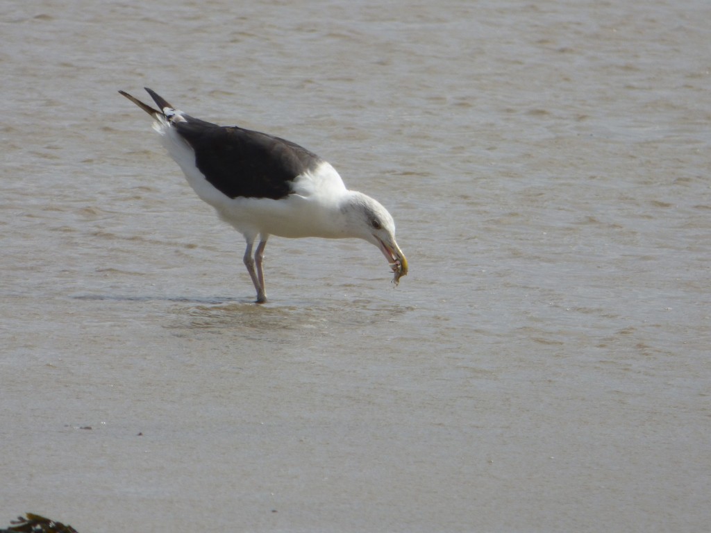 Goéland marin (Larus marinus, Laridés)