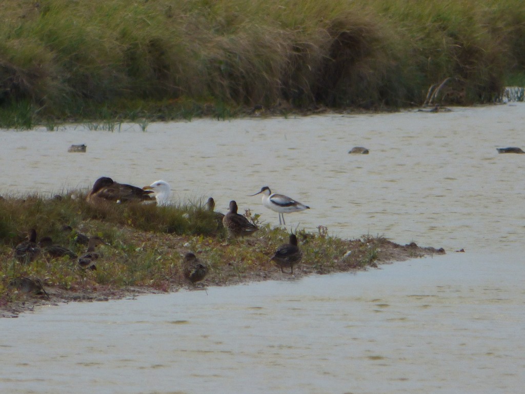 Avocette élégante (Recurvirostra avosetta, Récurvirostridés)