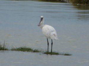 Spatule blanche (Platalea leucorodia, Threskiornithidés)