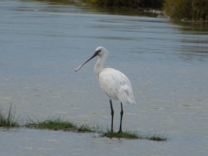 Spatule blanche (Platalea leucorodia, Threskiornithidés)