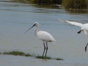 Spatule blanche (Platalea leucorodia, Threskiornithidés)