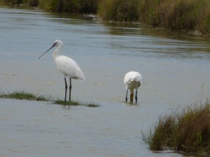 Spatule blanche (Platalea leucorodia, Threskiornithidés)