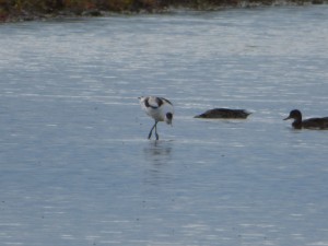Avocette élégante (Recurvirostra avosetta, Récurvirostridés)