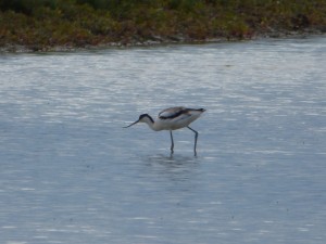 Avocette élégante (Recurvirostra avosetta, Récurvirostridés)