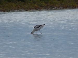 Avocette élégante (Recurvirostra avosetta, Récurvirostridés)