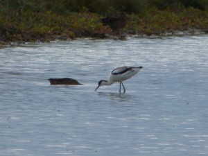 Avocette élégante (Recurvirostra avosetta, Récurvirostridés)