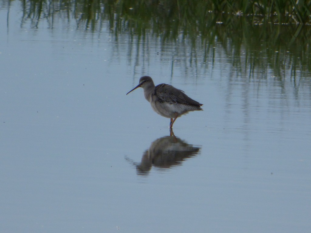 Chevalier arlequin (Tringa erythropus, Scolopacidés)