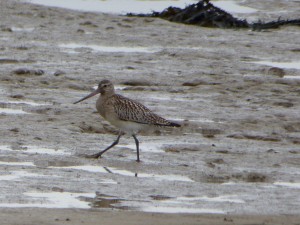 Barge rousse (Limosa lapponica, Scolopacidés)