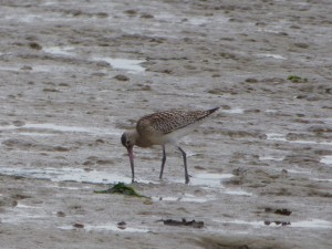 Barge rousse (Limosa lapponica, Scolopacidés)