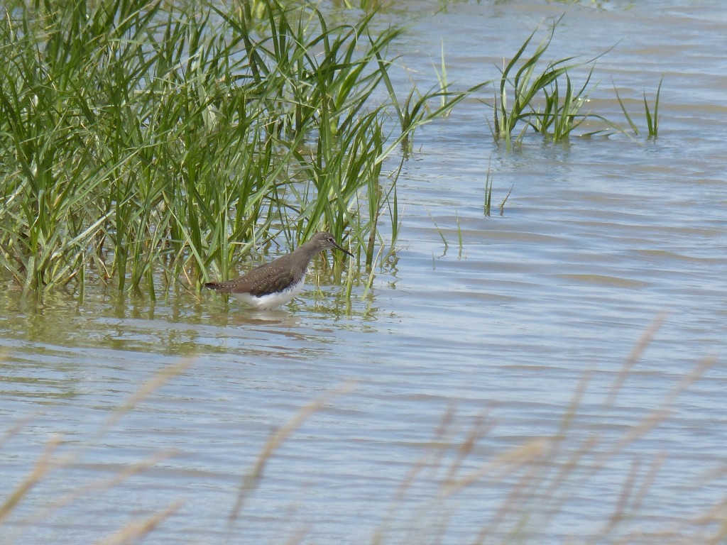 Chevalier culblanc (Tringa ochropus, Scolopacidés)