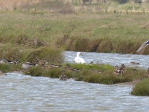 Spatule blanche (Platalea leucorodia, Threskiornithidés)