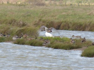 Spatule blanche (Platalea leucorodia, Threskiornithidés)