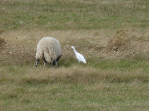 héron garde-bœufs (Bubulcus ibis, Ardéidés)