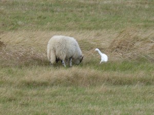 héron garde-bœufs (Bubulcus ibis, Ardéidés)