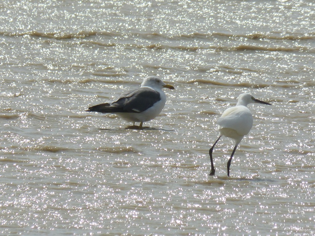 Un goéland et une aigrette garzette