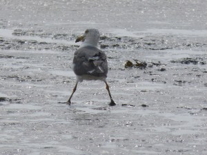 Un goéland brun (Larus fuscus, Laridés)