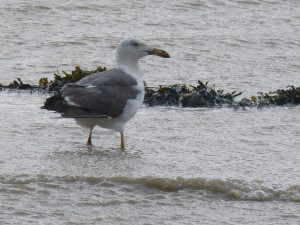 Un goéland brun (Larus fuscus, Laridés)