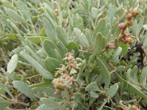 Obione (Obiones portucaloides, Chénopodiacées)