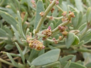 Obione (Obiones portucaloides, Chénopodiacées)