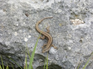 Lézard des murailles (Podarcis muralis, Lacertidés)