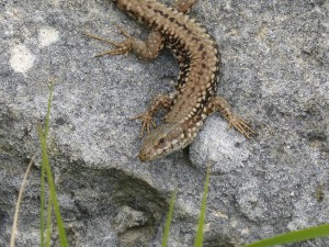 Lézard des murailles (Podarcis muralis, Lacertidés)